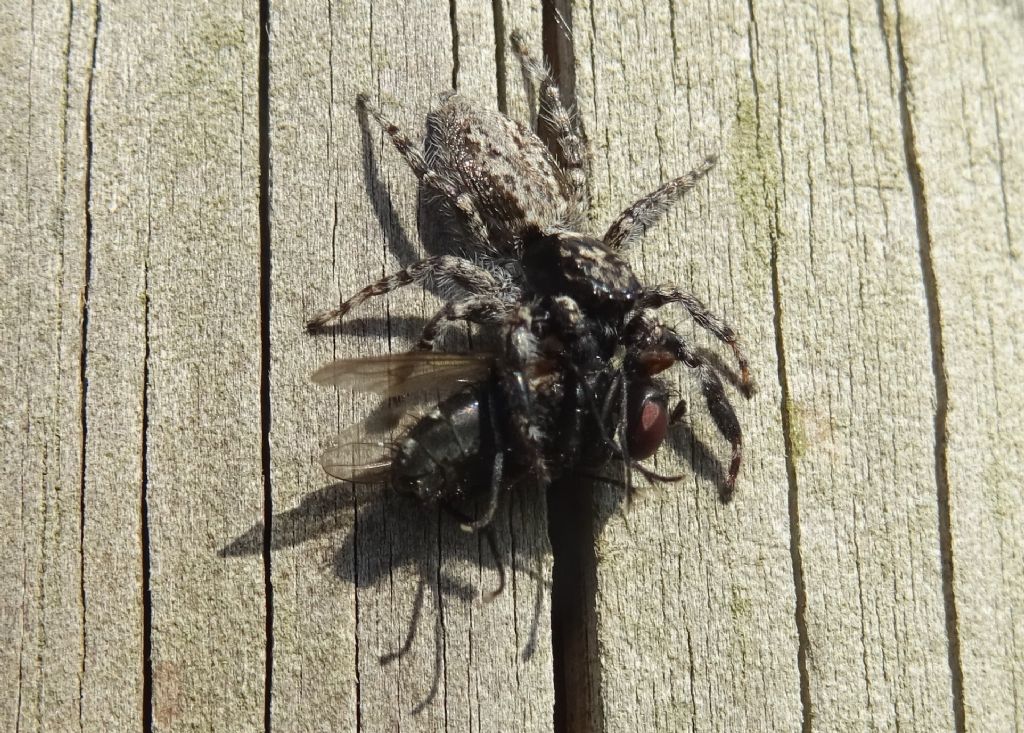 catture: Menemerus taeniatus e Sarcophagidae